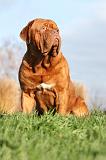 DOGUE DE BORDEAUX 212